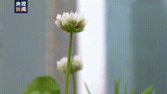 虽然错过了大半个春天 但很多人说他们听见了花